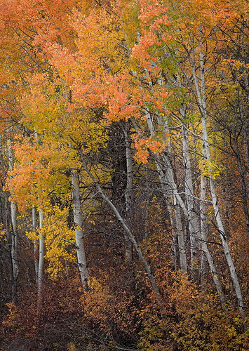 20251030 Colorful Minority2