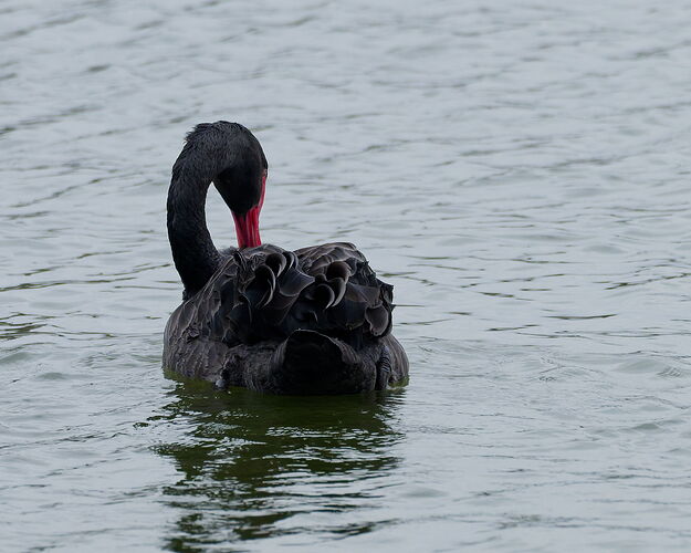 DSC_6890_DxO.jpg
