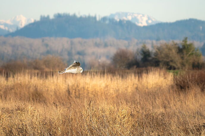 20260119_Washington_SkagitValley_Birds_573-001.jpg