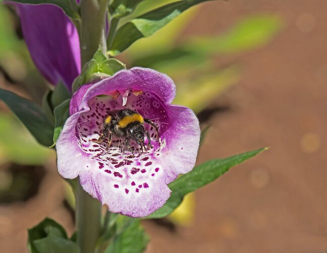 Bee on Foxglove