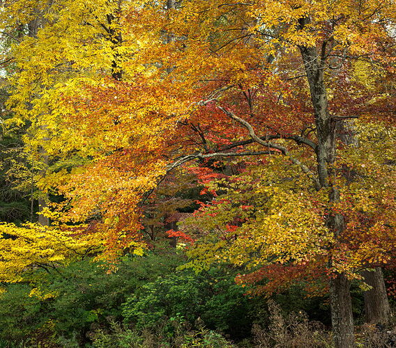Fall Surprise.jpg