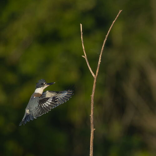 Belted Kingfisher 73.jpg