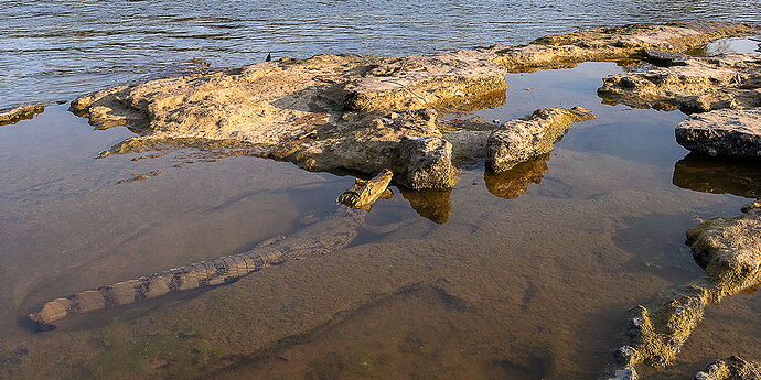 caiman0725brazil23430-1600px