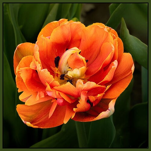 Tulip #6-NPN.jpg