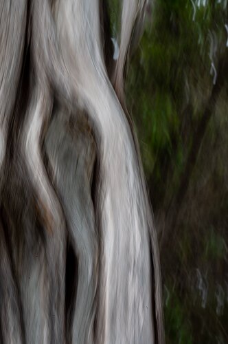 tree-icm-DSC_2248