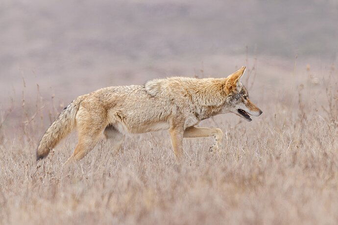 Coyote