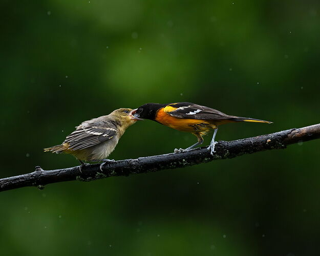 BOFeeding4.jpg