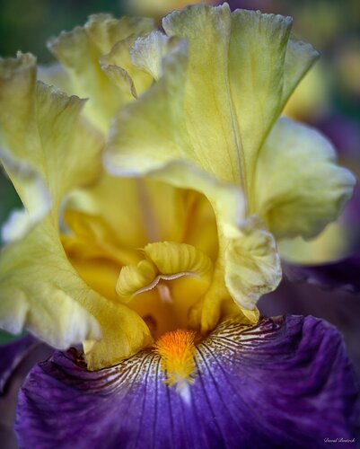 Iris Closeup #2