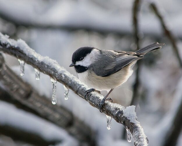 Chickadee on Ice