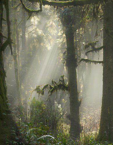 Misty morning