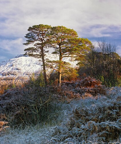 Chilled Pines Loch Tulla