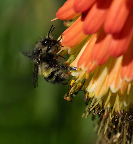 Bee on RHP-DxO_DeepPRIME 3 copy.jpg