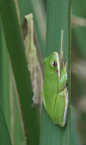 Tree Frog - NPN