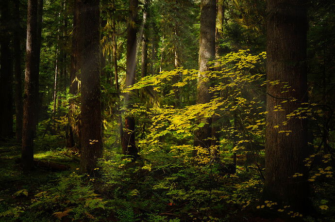 Walking in the woods