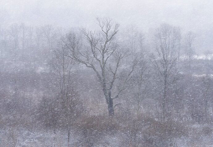 Snowy Day in March