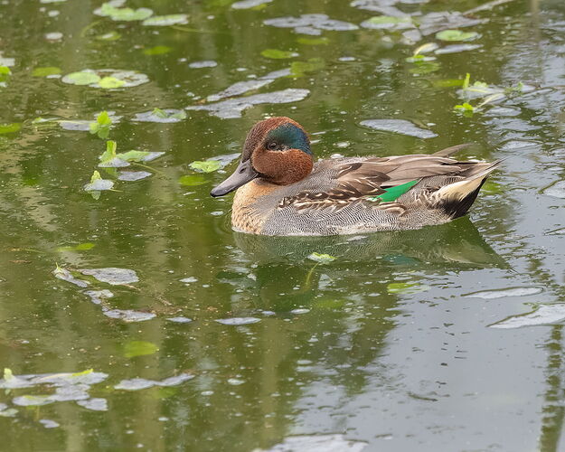 Green-winged Teal-NPN2.jpg