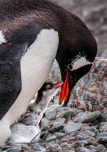 MET_IMG7975-Gentoo copy