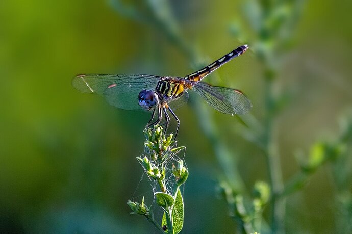 Blue Dasher