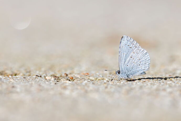 Website-Butterfly TBID-Bear Creek OSP Pond-February 01, 2026-1.jpg