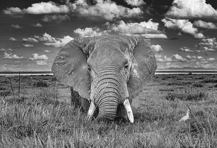 Amboseli-Nov2025-1024-e-L(1920).jpg