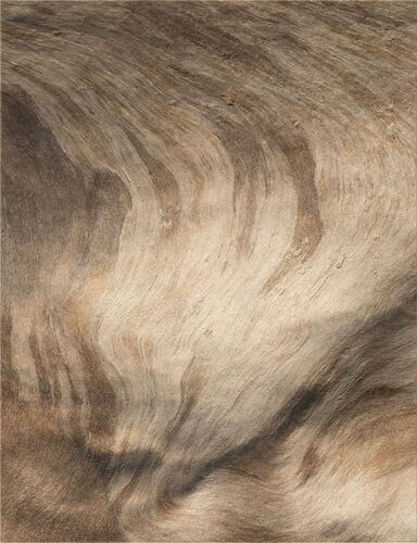 -20260124-_7R52742-Forks-DxO_DeepPRIME 3-Edit-Edit-3.jpg