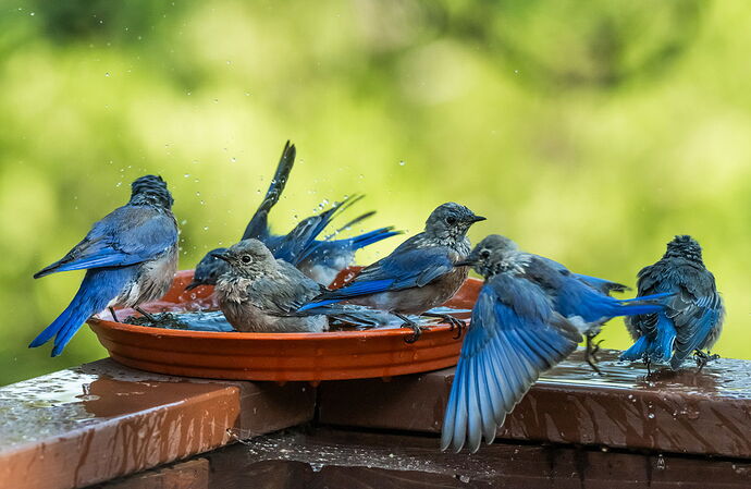 BLUEBIRDS.jpg