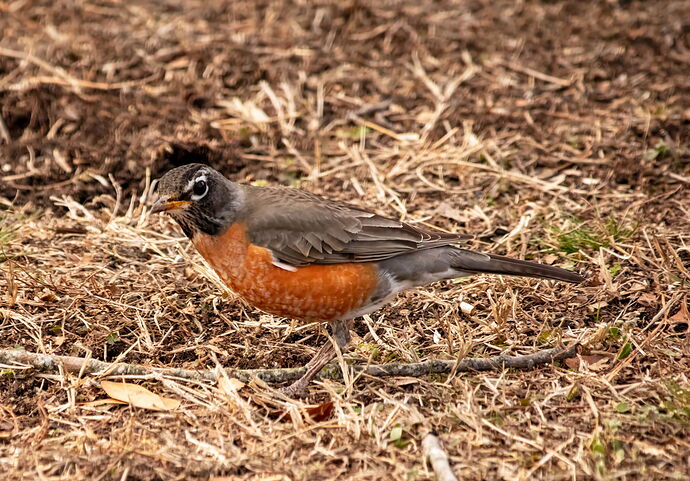 Robin 3.jpg