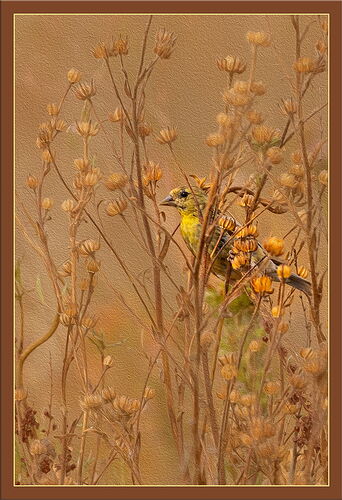 Goldfinch.jpg