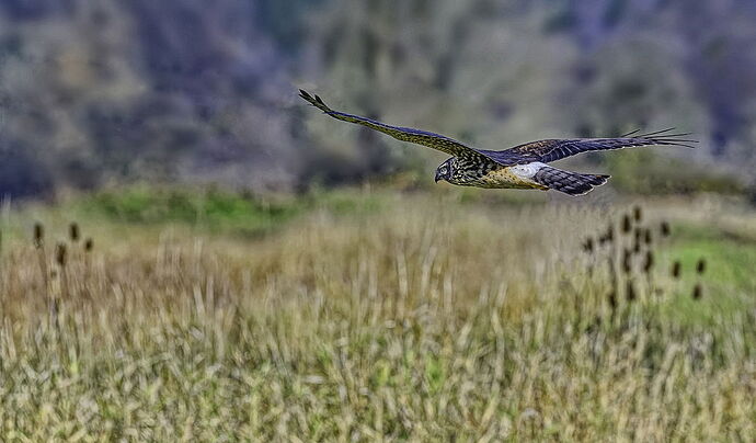 Northern-Harrier-4-copy-lg_DxO-Edit copy final