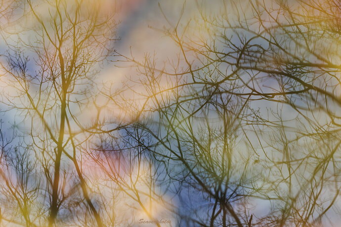 Spring Dreams.jpg