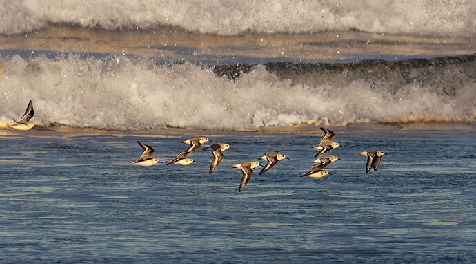 Sanderlings in Flight-NPNjpg.jpg