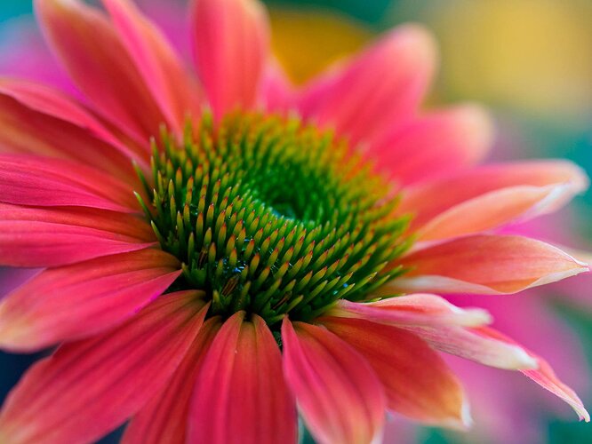 Echinacea-RSandor_2020_07_28_0333