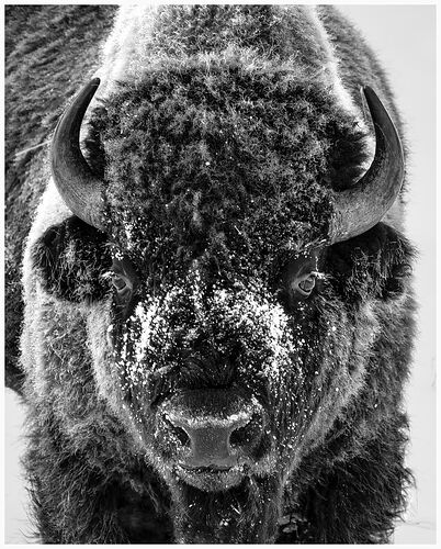 Bison in Winter.jpg
