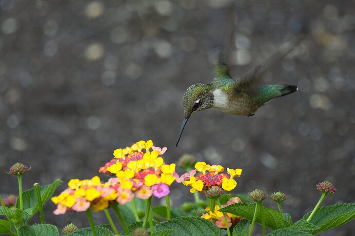 07-30-22-Hummingbird 2
