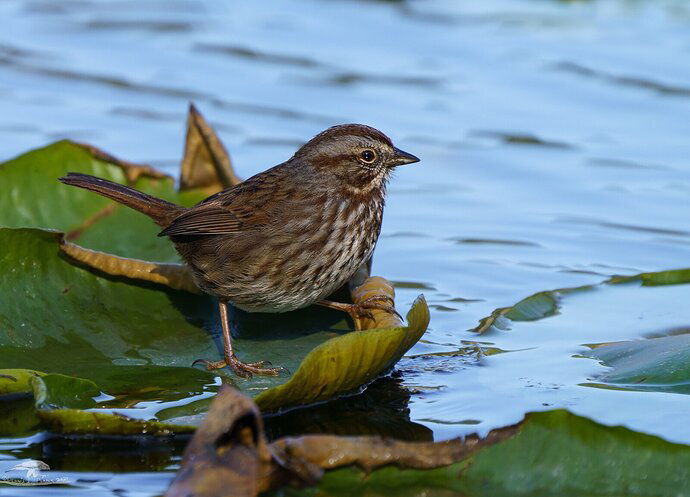 Song Sparrow Foraging on Lily Pads