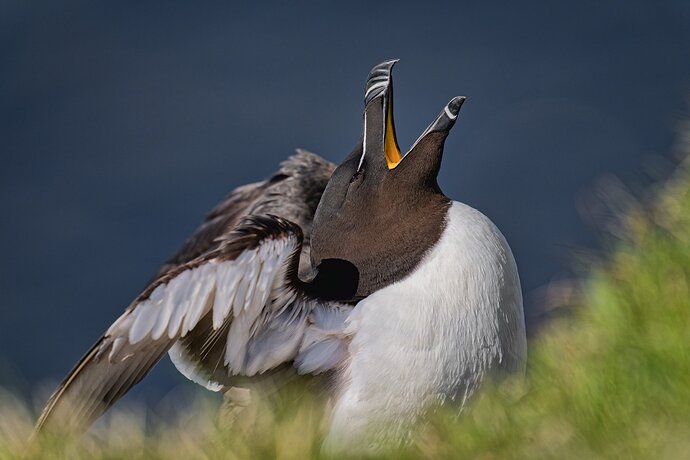 Happy Razorbill
