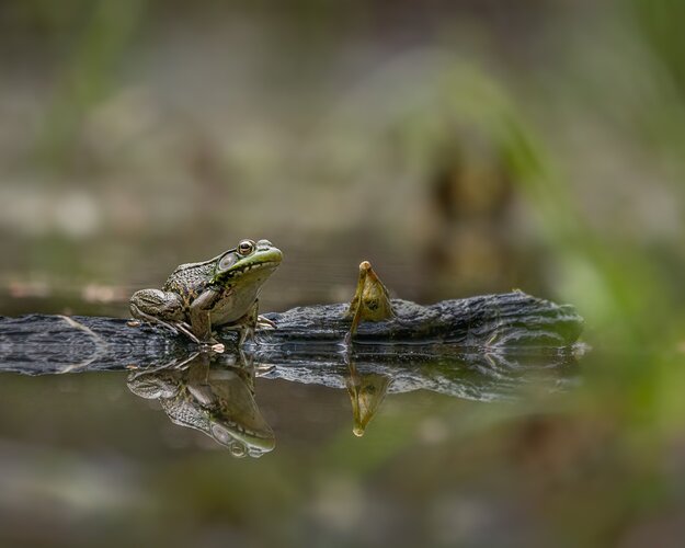 Green Frog