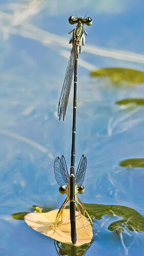 Platycnemis phyllopoda