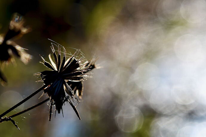 Bidens Backlit.jpg