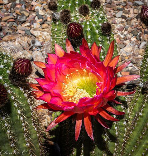 Cactus Flower