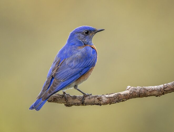 Western Bluebird, male