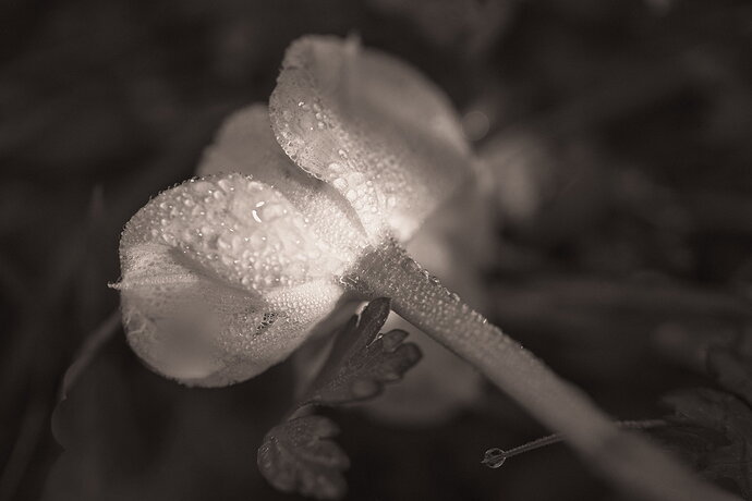 The Fallen (1 of 1)