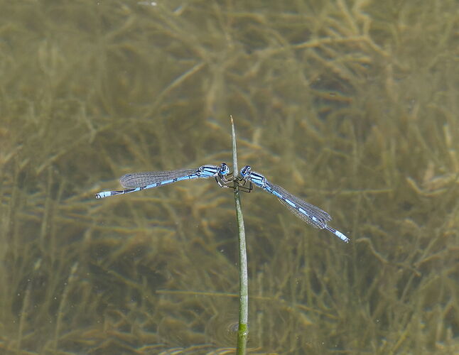 Familiar Bluet Trimmed.jpg