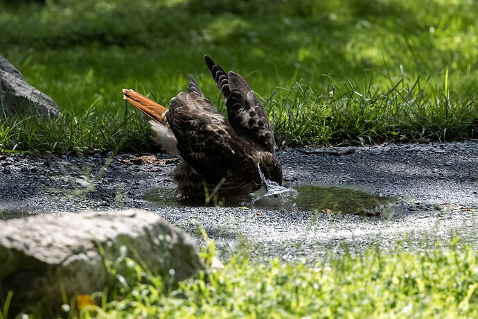 hawk bath-1