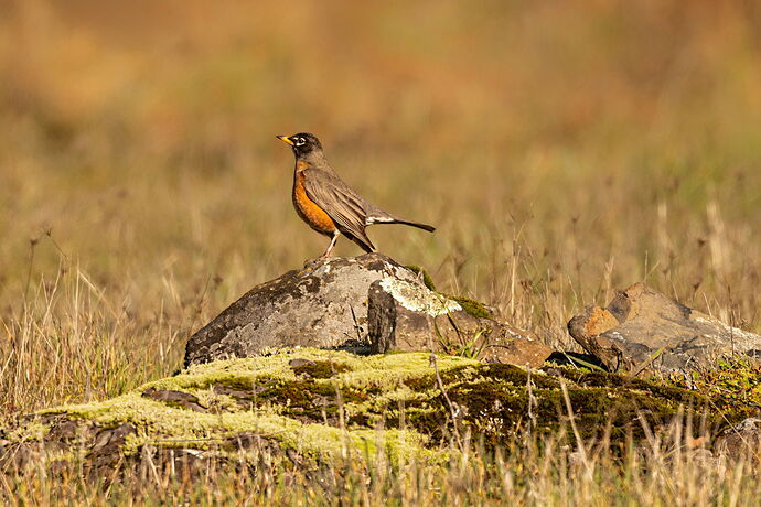American Robin on Rock-NPN.jpg