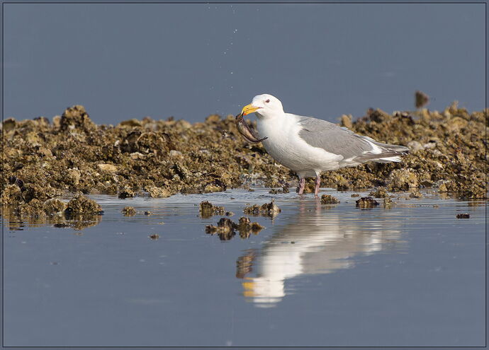 -20240605-_A1_2230-Big Beef Creek-ARW-Edit.jpg