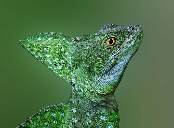 Green Basillisk