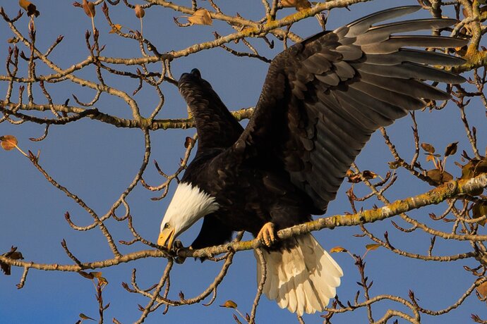 Bald eagle portrait-1