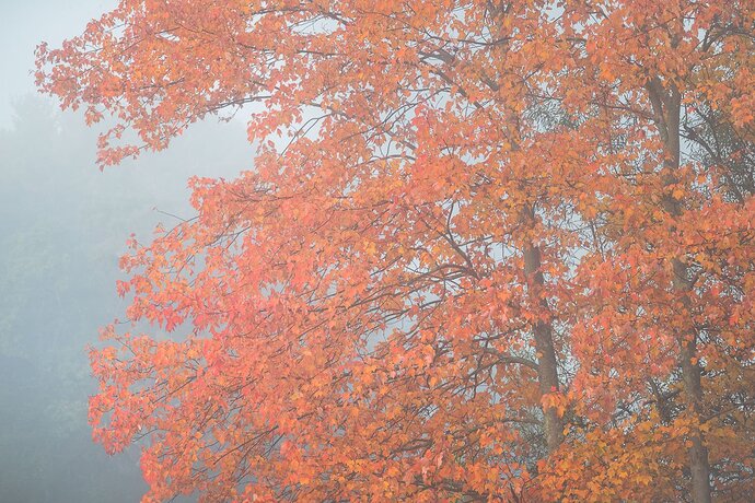 Swamp Maple in Fog