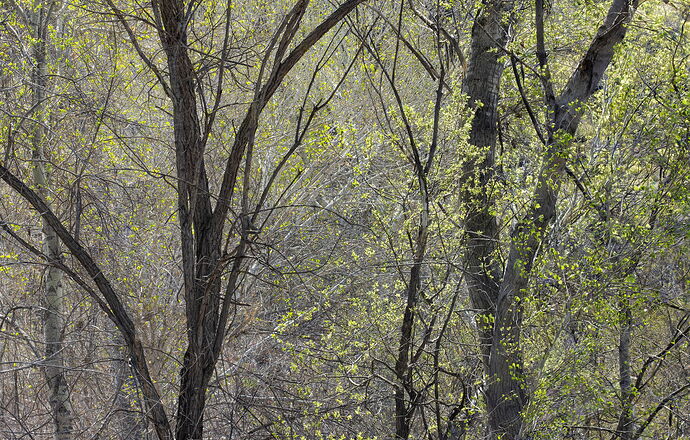 Early spring c.jpg